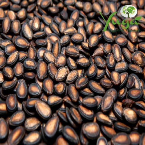 117-WATERMELON-SEEDS.jpg WATERMELON SEEDS - Image 1